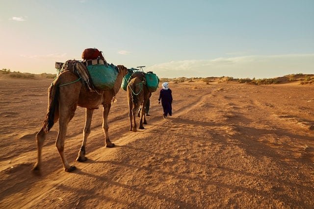 Are Horses Afraid of Camels