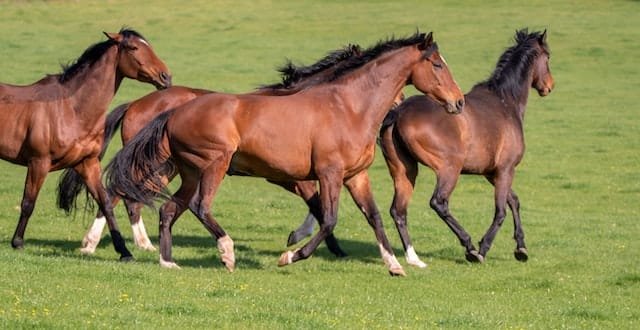 Are horses predators