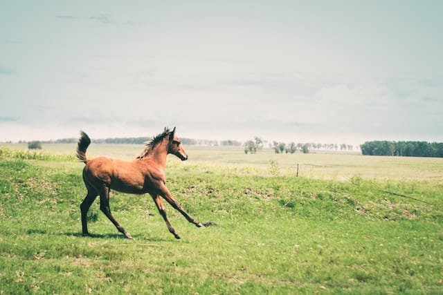 Why do horses fear snakes