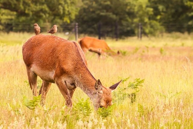 Do Horses Keep Deer Away