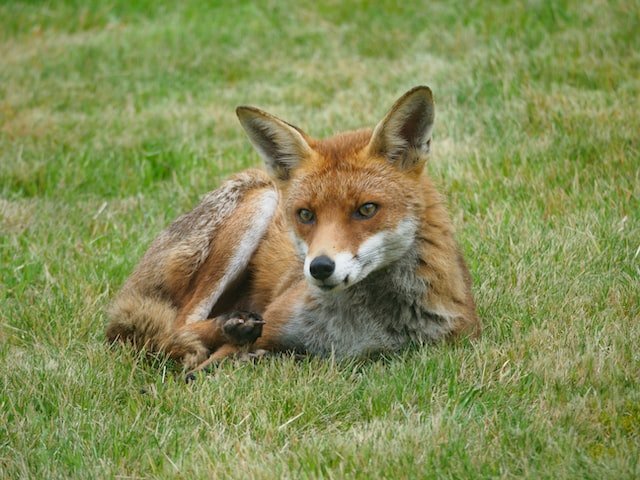 Do Horses Keep Foxes Away