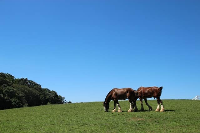 Do horses eat grass