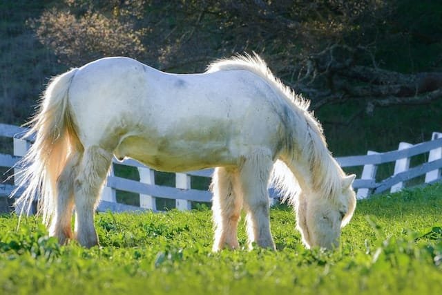 How do horses digest cellulose