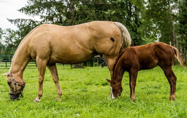 How do horses get protein