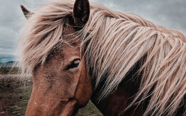 What is horse hair used for