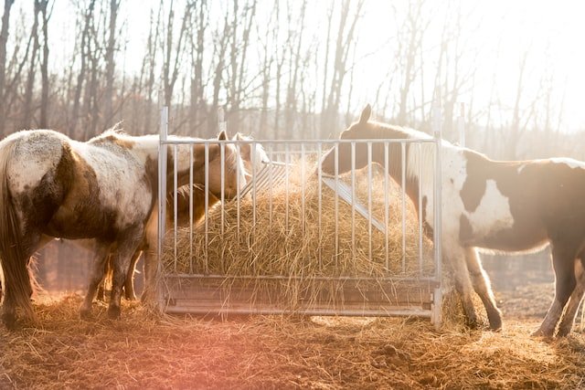 Why do horses eat hay